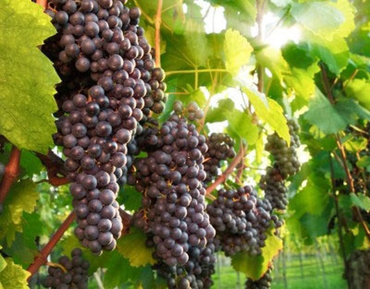 Vitis 'Blauer Spätburgunder' -S- - Weintraube 'Blauer Spätburgunder' -S-