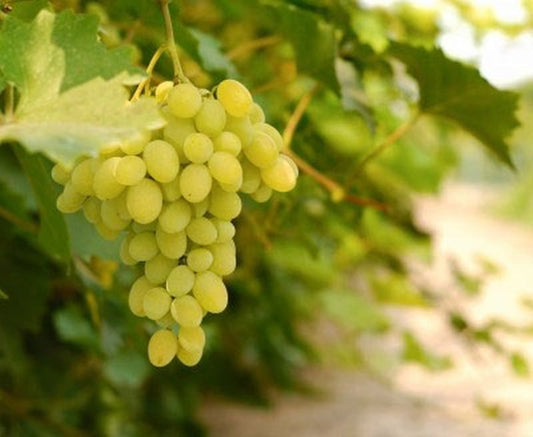 Vitis 'Müller-Thurgau' -S- - Weintraube 'Müller-Thurgau' -S-