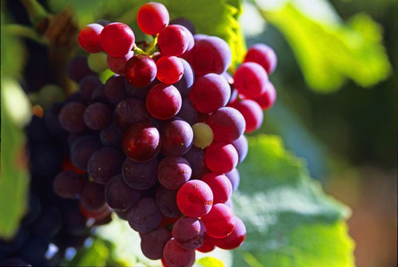 Vitis 'Roter Gutedel' - Weintraube 'Roter Gutedel'