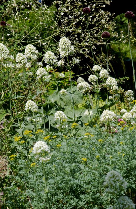 Centranthus ruber 'Albus' - Weißblühende Garten-Spornblume