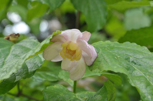Sinocalycanthus chinensis - Weißblütiger Gewürzstrauch