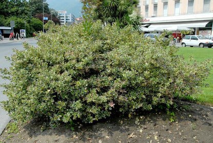 Ilex aquifolium 'Argentea Marginata' - Weißbunte Stechpalme 'Argentea Marginata'