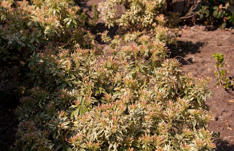 Pieris japonica 'Variegata' - Weißbuntes Schattenglöckchen
