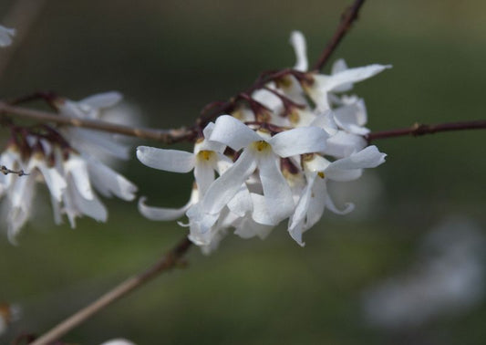 Abeliophyllum distichum - Weiße Forsythie