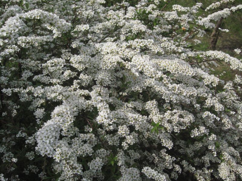 Spiraea cinerea 'Grefsheim' - Weiße Rispenspiere