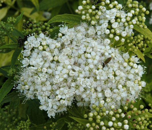 Spiraea japonica 'Albiflora' - Weiße Zwergspiere