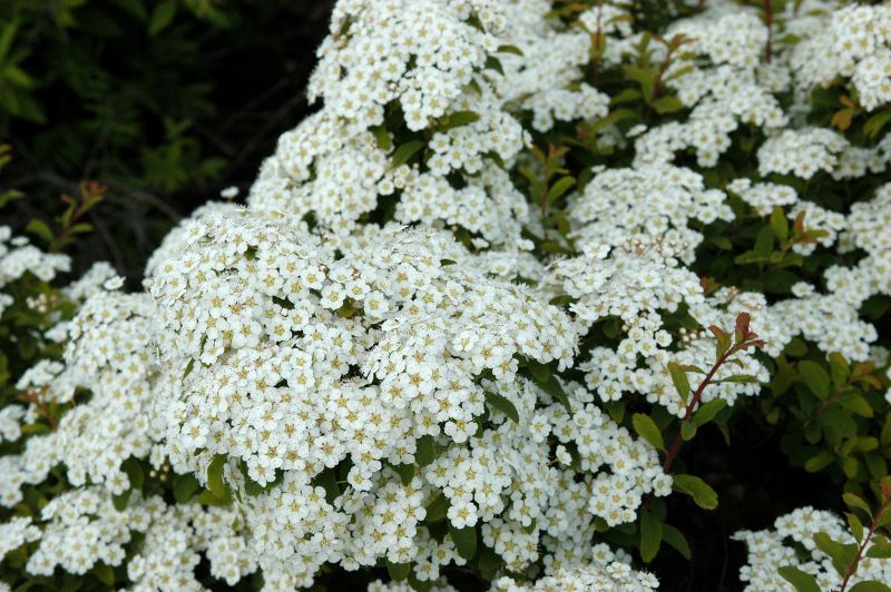 Spiraea nipponica 'Halward's Silver' - Weiße Zwergspiere 'Halward's Silver'