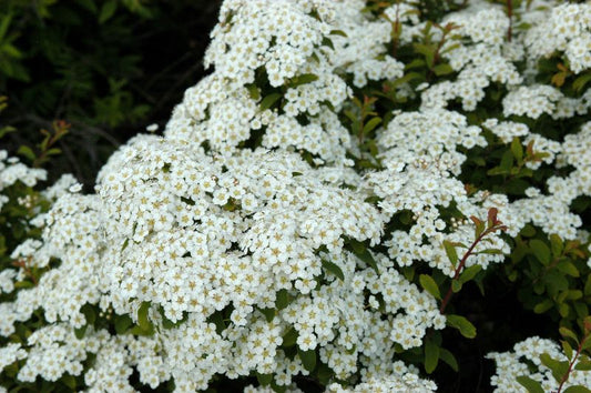 Spiraea nipponica 'Halward's Silver' - Weiße Zwergspiere 'Halward's Silver'