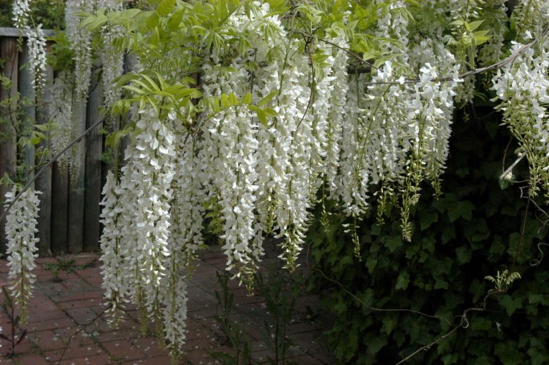 Wisteria sinensis 'Alba' - Weißer Chinesischer Blauregen