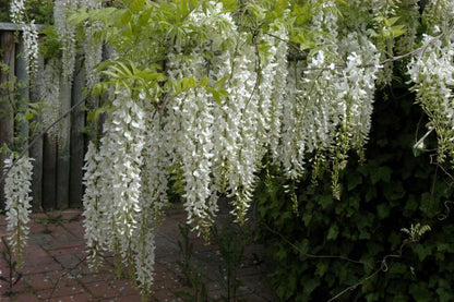Wisteria sinensis 'Alba' - Weißer Chinesischer Blauregen