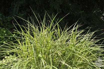Miscanthus sinensis 'Variegatus' - Weißgestreifter Garten-Chinaschilf