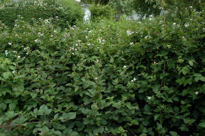 Rubus fruticosus - Wilde Brombeere