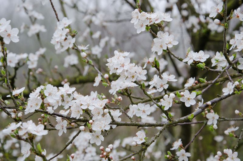 Prunus cerasifera CAC - Wildpflaume