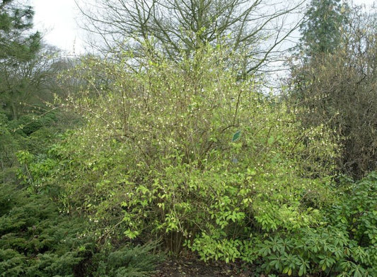 Lonicera purpusii - Winter-Heckenkirsche