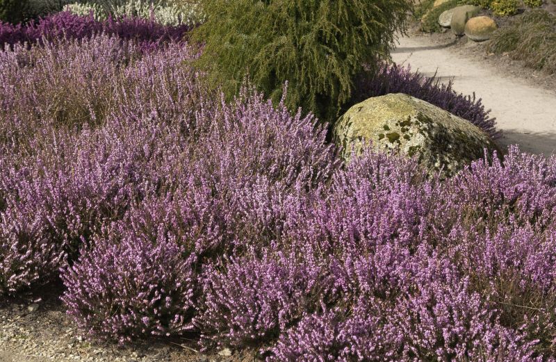 Erica x darleyensis 'Darley Dale' - Winterblühende Heide 'Darley Dale'