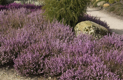 Erica x darleyensis 'Darley Dale' - Winterblühende Heide 'Darley Dale'