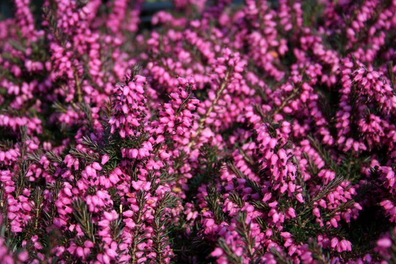 Erica x darleyensis 'Kramer's Rote' - Winterblühende Heide 'Kramer's Rote'