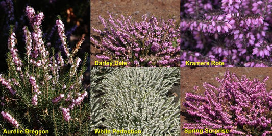 Erica x darleyensis in Sorten - Winterblühende Heide in Sorten