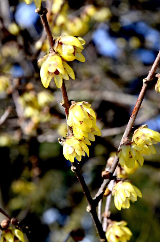 Chimonanthus praecox - Winterblüte