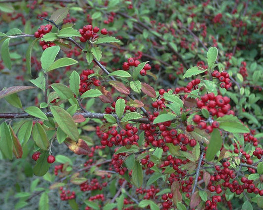 Cotoneaster watereri 'Cornubia' - Wintergrüne Baummispel 'Cornubia'