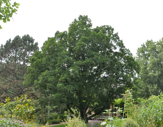 Quercus turneri 'Pseudoturneri' - Wintergrüne Eiche