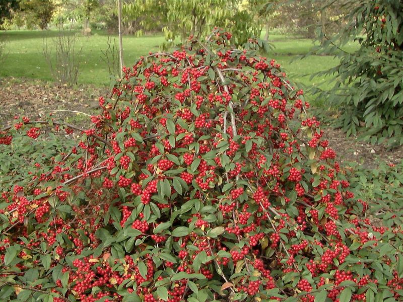 Cotoneaster watereri 'Pendulus' - Wintergrüne Hängemispel