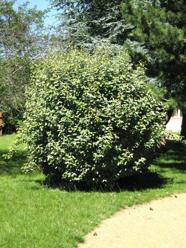 Elaeagnus ebbingei - Wintergrüne Ölweide
