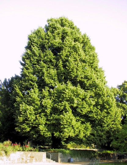 Tilia cordata - Winterlindenbaum / Lindenbaum