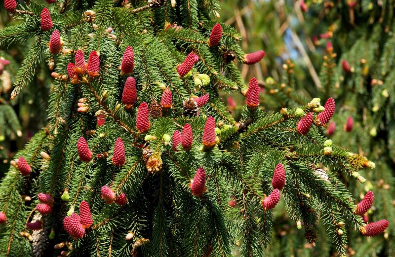 Picea abies 'Acrocona' - Zapfenfichte