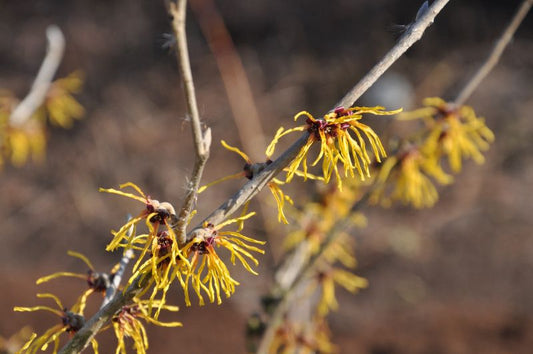 Hamamelis intermedia 'Barmstedt's Gold' - Zaubernuss 'Barmstedt's Gold'