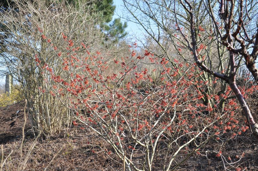 Hamamelis intermedia 'Diane' - Zaubernuss 'Diane'