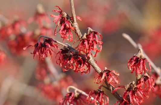 Hamamelis intermedia 'Feuerzauber' - Zaubernuss 'Feuerzauber'