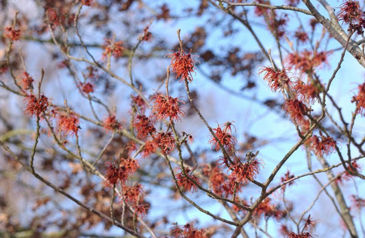 Hamamelis intermedia 'Jelena' - Zaubernuss 'Jelena'