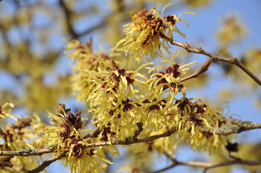 Hamamelis intermedia 'Primavera' - Zaubernuss 'Primavera'