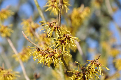 Hamamelis intermedia 'Westerstede' - Zaubernuss 'Westerstede'