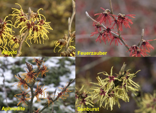 Hamamelis intermedia in Sorten - Zaubernuss in Sorten