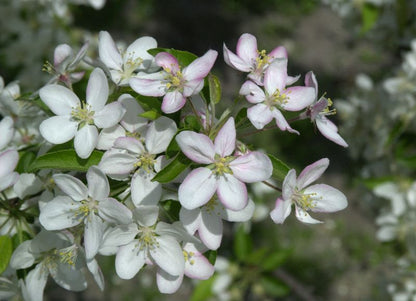 Malus 'Adirondack' CAC - Zierapfel 'Adirondack'
