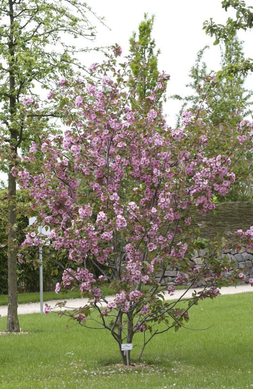 Malus 'Brandy Magic' CAC - Zierapfel 'Brandy Magic'