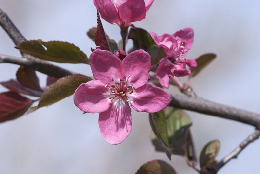 Malus 'Crimson Brilliant' CAC - Zierapfel 'Crimson Brilliant'