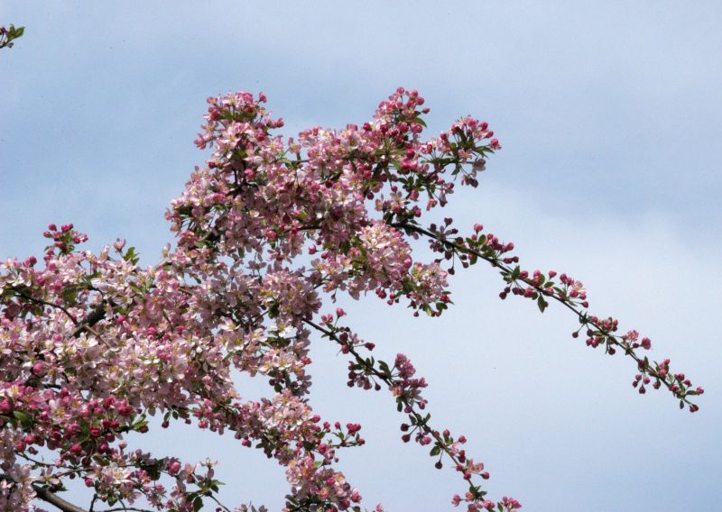 Malus 'Hillieri' CAC - Zierapfel 'Hillieri'