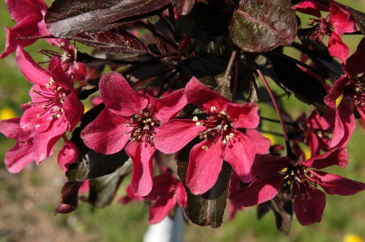 Malus 'Nicoline' CAC - Zierapfel 'Nicoline'
