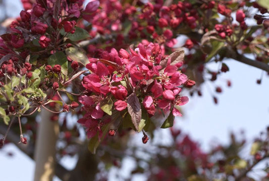 Malus 'Profusion' CAC - Zierapfel 'Profusion'