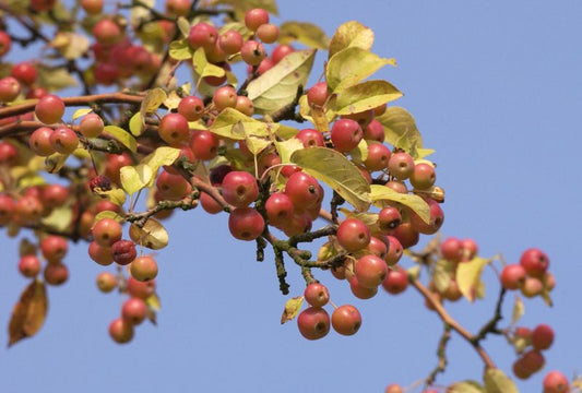 Malus 'Red Sentinel' CAC - Zierapfel 'Red Sentinel'