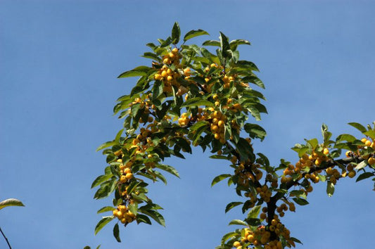 Malus 'Wintergold' CAC - Zierapfel 'Wintergold'