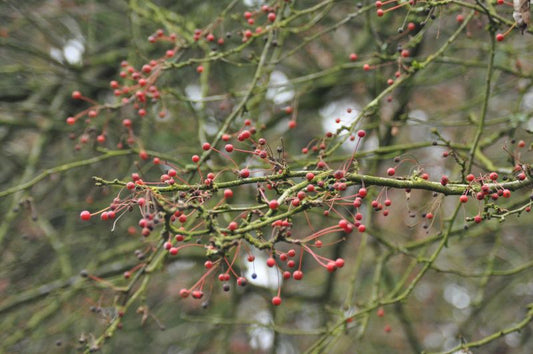 Malus toringo sargentii 'Veredlung' CAC - Zierapfel toringo sargentii 'Veredlung'
