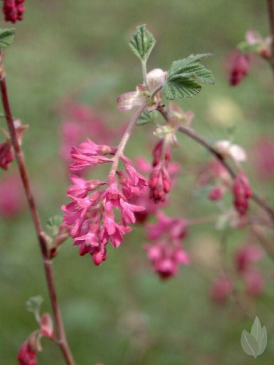 Ribes sanguineum 'Koja' - Zierjohannisbeere 'Koja'