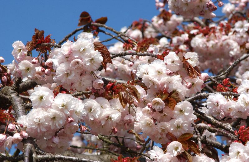 Prunus serrulata 'Shirofugen' CAC - Zierkirsche 'Shirofugen'