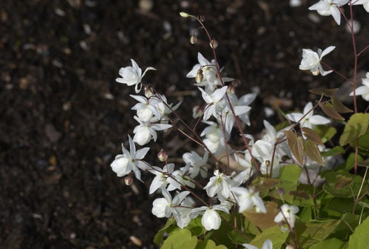 Epimedium x youngianum 'Niveum' - Zierliche Garten-Elfenblume Niveum