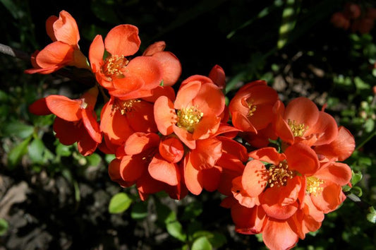 Chaenomeles japonica 'Cido' ® - Zierquitte 'Cido' ®
