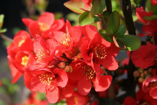 Chaenomeles 'Friesdorfer Typ 205' - Zierquitte 'Friesdorfer Typ 205'